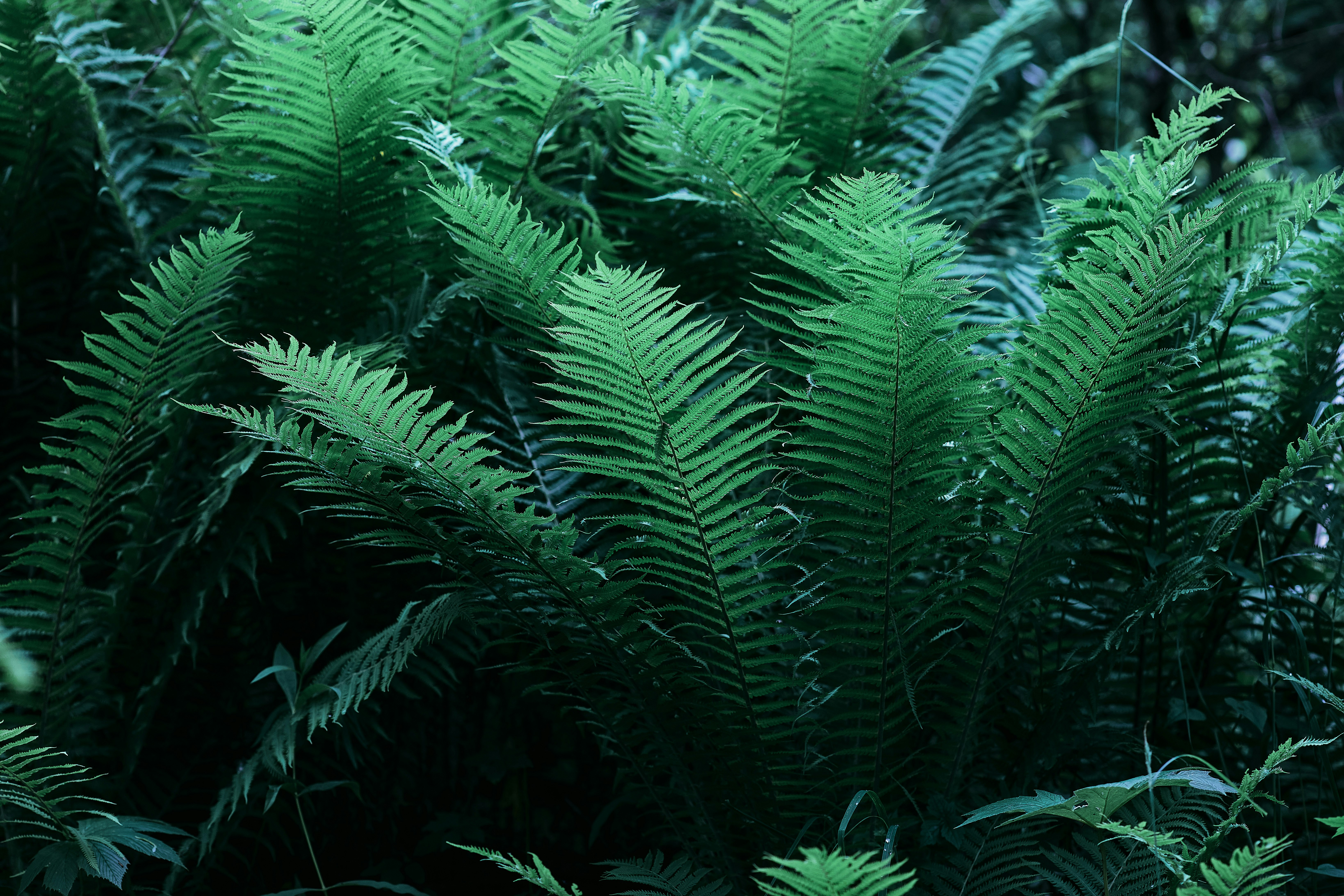 green fern plant during daytime